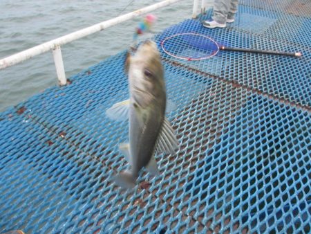 オリジナルメーカー海づり公園(市原市海づり施設) 釣果