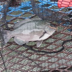 オリジナルメーカー海づり公園(市原市海づり施設) 釣果