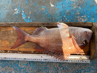 幸吉丸 釣果