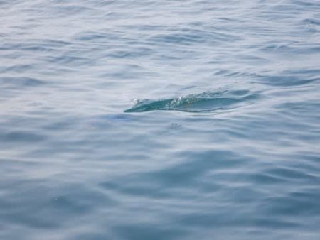 開進丸 釣果