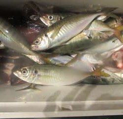 松福丸 釣果