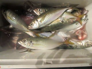 松福丸 釣果