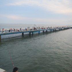 オリジナルメーカー海づり公園(市原市海づり施設) 釣果