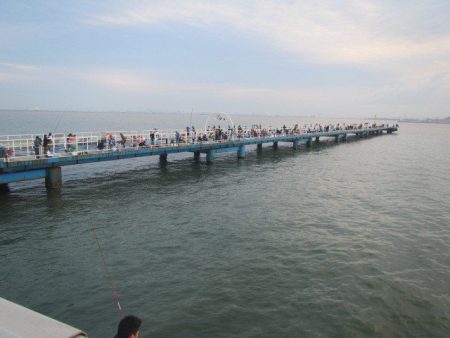 オリジナルメーカー海づり公園(市原市海づり施設) 釣果