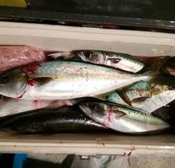 松福丸 釣果