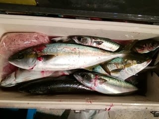 松福丸 釣果