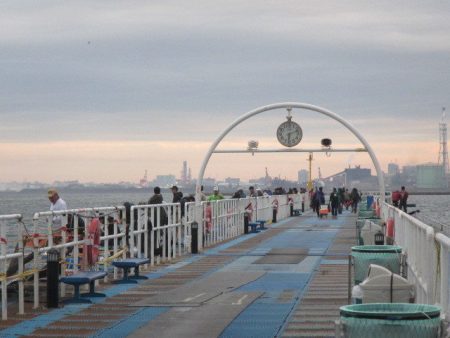 オリジナルメーカー海づり公園(市原市海づり施設) 釣果