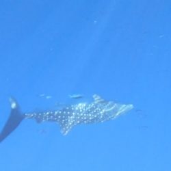 へいみつ丸 釣果