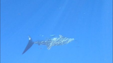 へいみつ丸 釣果