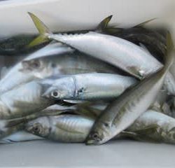 松福丸 釣果