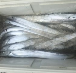 博栄丸 釣果