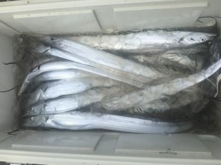 博栄丸 釣果