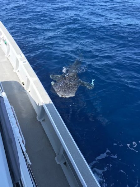 へいみつ丸 釣果