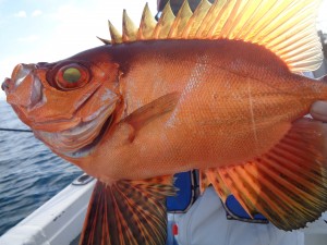 兼六丸 釣果