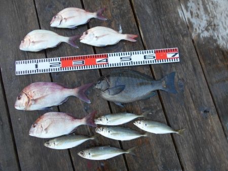 こかわ渡船　雅丸 釣果