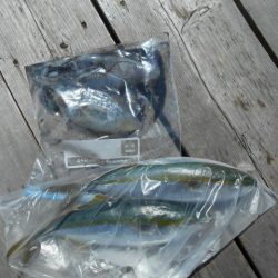 こかわ渡船　雅丸 釣果