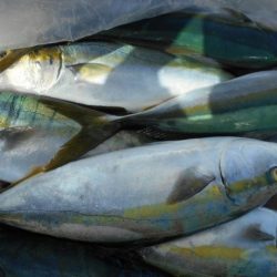 こかわ渡船　雅丸 釣果