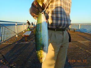 鹿島港魚釣園 釣果