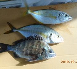 鹿島港魚釣園 釣果