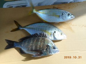 鹿島港魚釣園 釣果