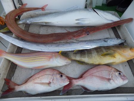 フィッシングボート空風（そらかぜ） 釣果