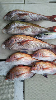 釣り舟　海竜 釣果