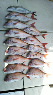 釣り舟　海竜 釣果