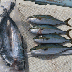 はらまる 釣果