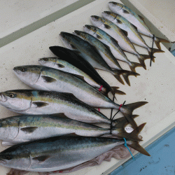 はらまる 釣果