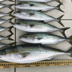 釣り船角田 釣果