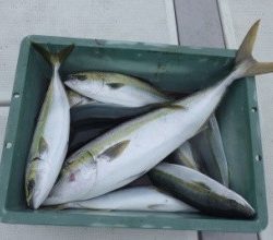 えすぽあ 釣果