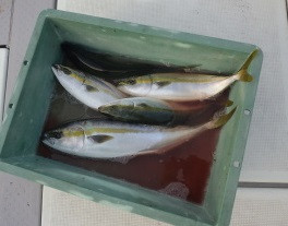 えすぽあ 釣果