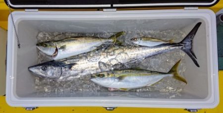 火遠理丸（ほおりまる） 釣果