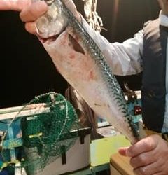 松福丸 釣果