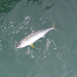 松鶴丸 釣果