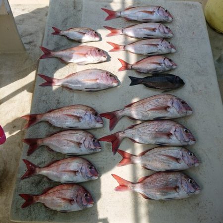 たかみ丸 釣果