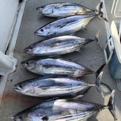 へいみつ丸 釣果