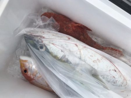 たいし丸 釣果