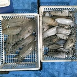 フィッシングガイド りょう 釣果