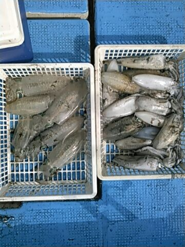 フィッシングガイド りょう 釣果