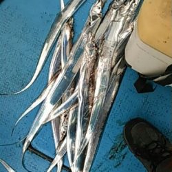 フィッシングガイド りょう 釣果