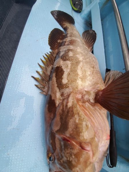 海晴丸 釣果