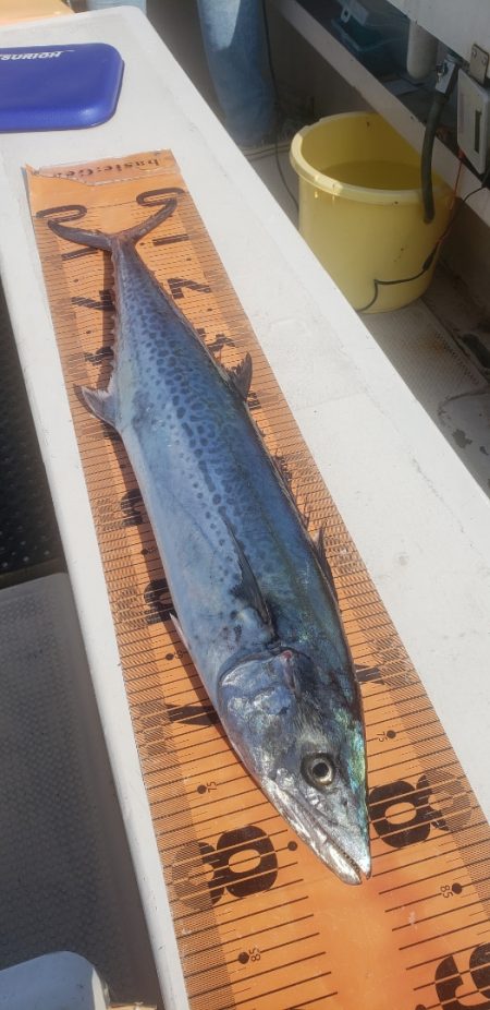 釣人家 釣果