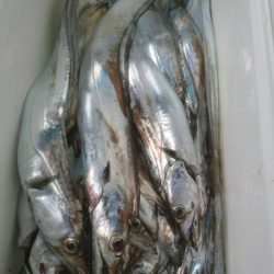 小島丸 釣果