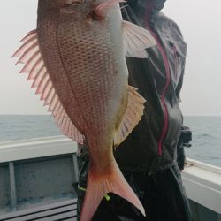 だて丸 釣果