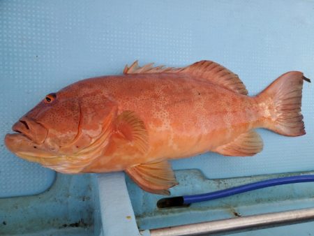 海晴丸 釣果