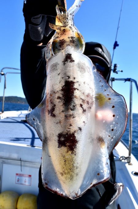 渡船屋たにぐち 釣果