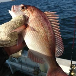 美宝丸 釣果