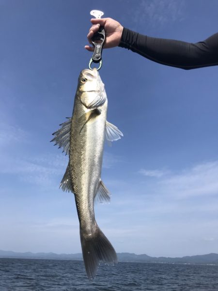 アマテラス 釣果