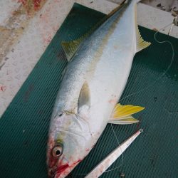 鷹王丸 釣果